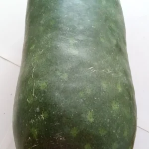 15 Giant Winter Melon Wax Gourd Squash Seeds Green White Gray Outdoor - Image 4
