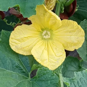 15 Giant Winter Melon Wax Gourd Squash Seeds Green White Gray Outdoor - Image 6