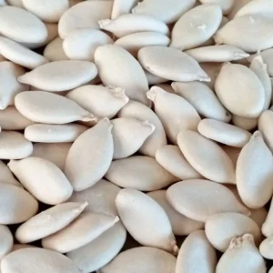 15 Giant Winter Melon Wax Gourd Squash Seeds Green White Gray Outdoor - Image 7