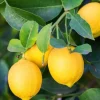 15 Organic Lemon Seeds - NON-GMO Citrus Fruit Seeds - USA Grown - Image 1