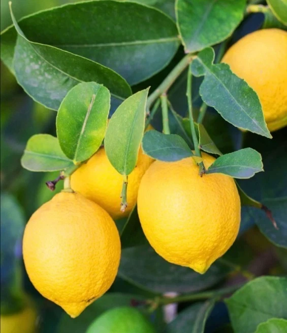 15 Organic Lemon Seeds - NON-GMO Citrus Fruit Seeds - USA Grown - Image 1