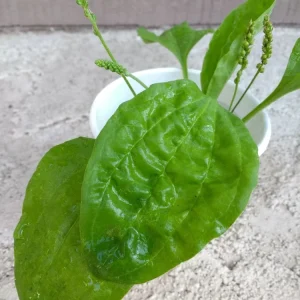 2 Broadleaf Plantain Live Plants (Plantago Asiatica) - Rooted Herbs, Outdoor, USDA Zone 3 - Image 3