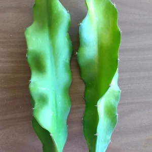 2 Dragon Fruit Cactus Cuttings Hylocereus Undatus White Flesh Pitaya 8
