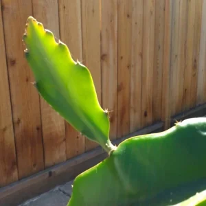 2 Dragon Fruit Cactus Cuttings Hylocereus Undatus White Flesh Pitaya 8