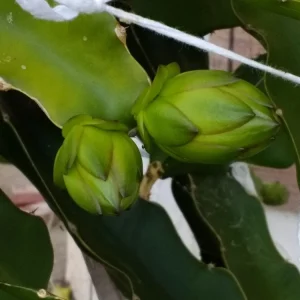 2 Dragon Fruit Cactus Cuttings Hylocereus Undatus White Flesh Pitaya 8