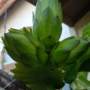 2 Dragon Fruit Cactus Cuttings Hylocereus Undatus White Flesh Pitaya 8