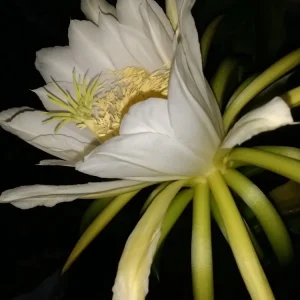 2 Dragon Fruit Cactus Cuttings Hylocereus Undatus White Flesh Pitaya 8