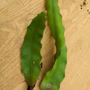 2 Dragon Fruit Cactus Cuttings - White Flesh Pitaya, 8"+ Rooted, Outdoor - Image 2