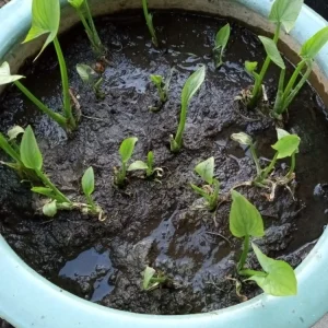 2 Edible Broadleaf Arrowhead Aquatic Plants - Sagittaria Latifolia, Outdoor, Flowering - Image 10