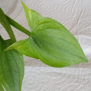 2 Edible Broadleaf Arrowhead Aquatic Plants - Sagittaria Latifolia, Outdoor, Flowering - Image 6