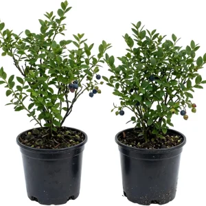 2-Pack Black Huckleberry Live Plant – Sweet Berries Shrub – 4 Inch Pot – Outdoor - Image 1