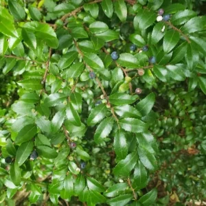 2-Pack Black Huckleberry Live Plant – Sweet Berries Shrub – 4 Inch Pot – Outdoor - Image 2
