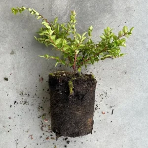 2-Pack Black Huckleberry Live Plant – Sweet Berries Shrub – 4 Inch Pot – Outdoor - Image 7