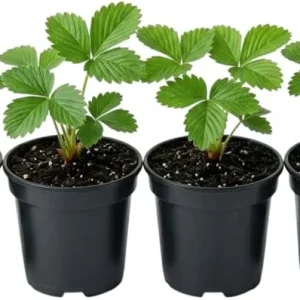 2 Pack Wild Strawberry Live Plants, Fragaria Virginiana, Red Strawberries, 3 Inch Pot, Winter Hardy - Image 3