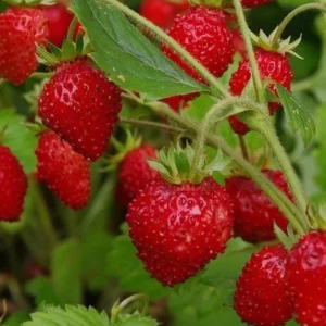2 Pack Wild Strawberry Live Plants, Fragaria Virginiana, Red Strawberries, 3 Inch Pot, Winter Hardy - Image 6
