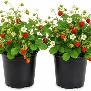 2 Pack Wild Strawberry Live Plants, Fragaria Virginiana, Red Strawberries, 3 Inch Pot, Winter Hardy - Image 1