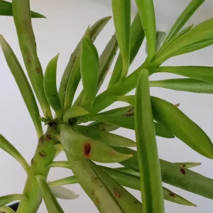 2 Peperomia Ferreyrae Happy Bean Live Succulent Plants - Evergreen Houseplants - Image 2