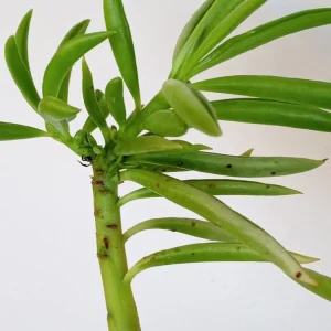 2 Peperomia Ferreyrae Happy Bean Live Succulent Plants - Evergreen Houseplants - Image 3