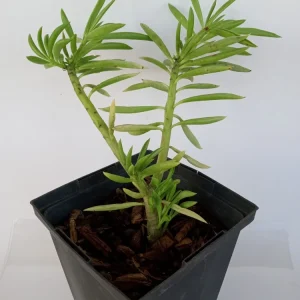 2 Peperomia Ferreyrae Happy Bean Live Succulent Plants - Evergreen Houseplants - Image 4