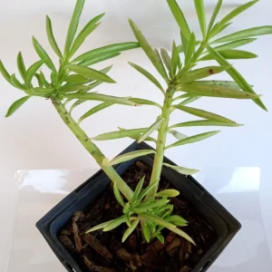2 Peperomia Ferreyrae Happy Bean Live Succulent Plants - Evergreen Houseplants - Image 5