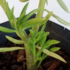 2 Peperomia Ferreyrae Happy Bean Live Succulent Plants - Evergreen Houseplants - Image 7