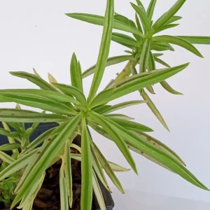 2 Peperomia Ferreyrae Happy Bean Live Succulent Plants - Evergreen Houseplants - Image 1