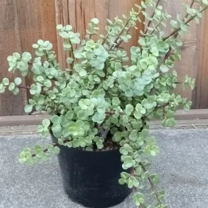 2 Rainbow Elephant Bush Succulent Live Starter Plants - Portulacaria Afra - Rooted, Indoor/Outdoor - Image 2