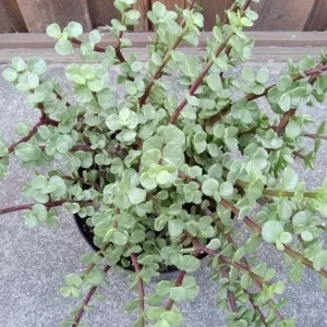2 Rainbow Elephant Bush Succulent Live Starter Plants - Portulacaria Afra - Rooted, Indoor/Outdoor - Image 3