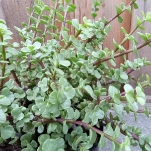 2 Rainbow Elephant Bush Succulent Live Starter Plants - Portulacaria Afra - Rooted, Indoor/Outdoor - Image 4