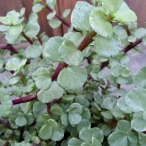 2 Rainbow Elephant Bush Succulent Live Starter Plants - Portulacaria Afra - Rooted, Indoor/Outdoor - Image 5