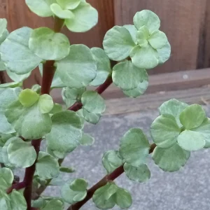 2 Rainbow Elephant Bush Succulent Live Starter Plants - Portulacaria Afra - Rooted, Indoor/Outdoor - Image 6