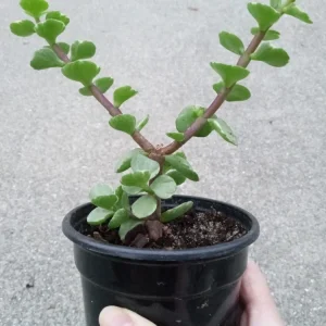 2 Rainbow Elephant Bush Succulent Live Starter Plants - Portulacaria Afra - Rooted, Indoor/Outdoor - Image 1
