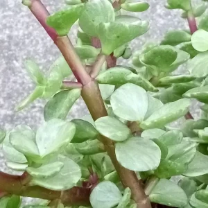 2 Rainbow Elephant Bush Succulent Live Starter Plants - Portulacaria Afra - Rooted, Indoor/Outdoor - Image 7