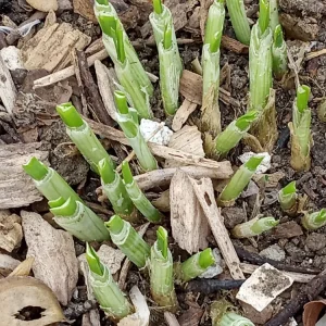 20 Garlic Chives Live Organic Bare Root Perennial Herb - Outdoor - Image 11