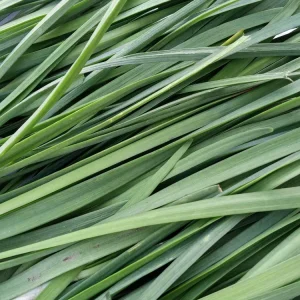 20 Garlic Chives Live Organic Bare Root Perennial Herb - Outdoor - Image 12