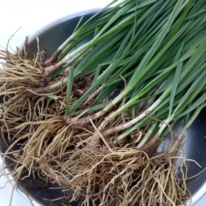 20 Garlic Chives Live Organic Bare Root Perennial Herb - Outdoor - Image 2