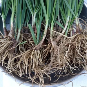 20 Garlic Chives Live Organic Bare Root Perennial Herb - Outdoor - Image 3