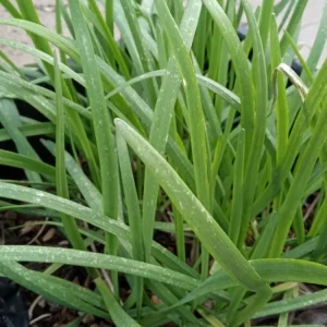 20 Garlic Chives Live Organic Bare Root Perennial Herb - Outdoor - Image 4