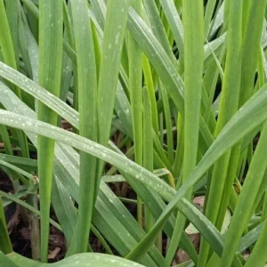 20 Garlic Chives Live Organic Bare Root Perennial Herb - Outdoor - Image 5