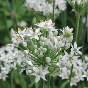 20 Garlic Chives Live Organic Bare Root Perennial Herb - Outdoor - Image 6
