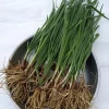 20 Garlic Chives Live Organic Bare Root Perennial Herb - Outdoor - Image 1