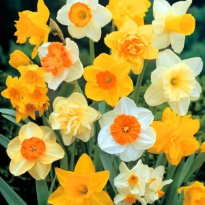 25 Mixed Color Daffodil Bulbs - Narcissus Hardy Early Spring Flowers - Image 2