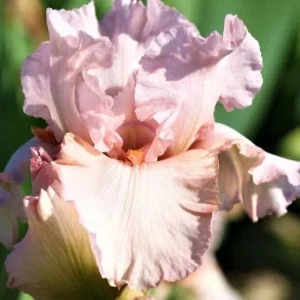 3 Bearded Iris Rhizome Bulbs – Freshly Harvested Perennial Variety Mix – Multicolor Indoor/Outdoor - Image 2