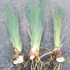 3 Bearded Iris Rhizome Bulbs – Freshly Harvested Perennial Variety Mix – Multicolor Indoor/Outdoor - Image 3