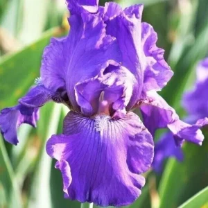 3 Bearded Iris Rhizome Bulbs – Freshly Harvested Perennial Variety Mix – Multicolor Indoor/Outdoor - Image 1