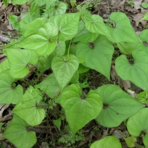 3 Chinese Yam Live Rooted Plants - Edible Dioscorea Opposita Vines Outdoor - Image 2