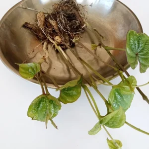3 Chinese Yam Live Rooted Plants - Edible Dioscorea Opposita Vines Outdoor - Image 3