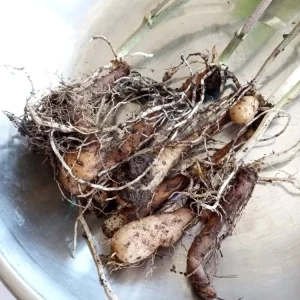 3 Chinese Yam Live Rooted Plants - Edible Dioscorea Opposita Vines Outdoor - Image 4