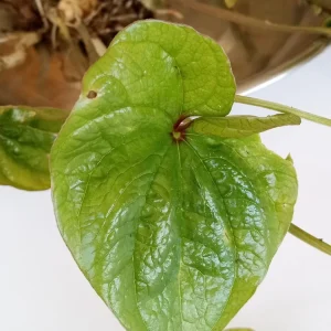3 Chinese Yam Live Rooted Plants - Edible Dioscorea Opposita Vines Outdoor - Image 5