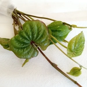 3 Chinese Yam Live Rooted Plants - Edible Dioscorea Opposita Vines Outdoor - Image 6